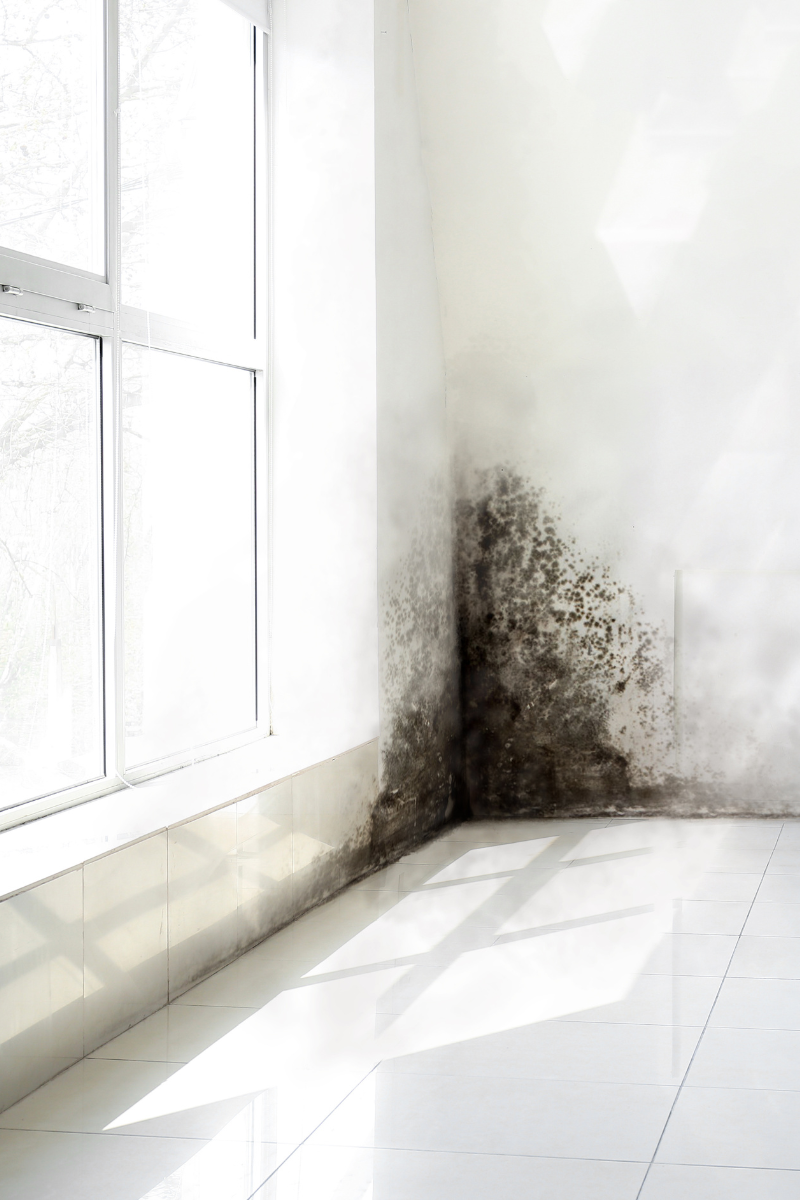 The most common culprits behind indoor mould growth in Central Coast homes — poor ventilation, leaks, and damp walls.